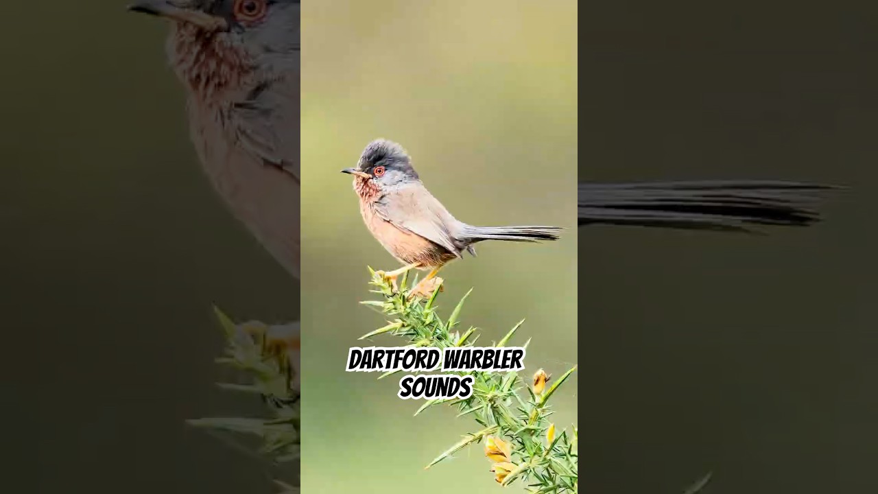 Dartford Warbler Sound