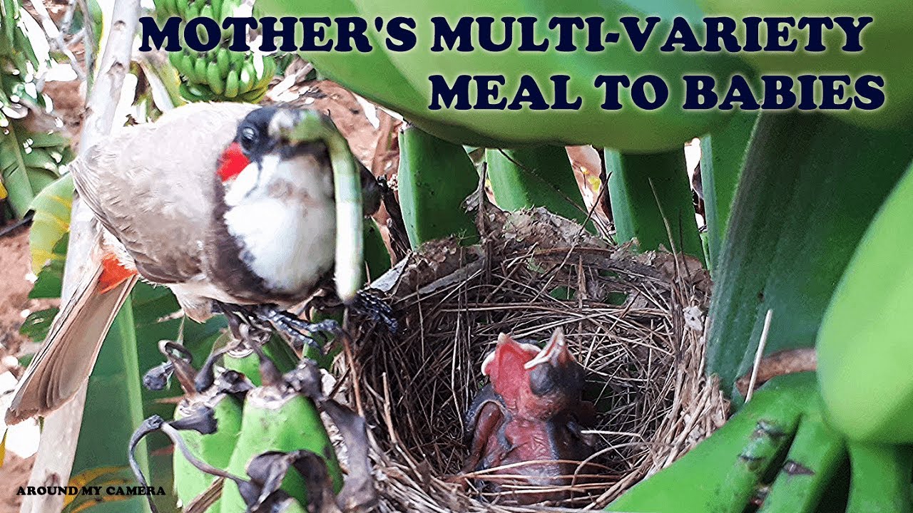 Most Satisfying MULTI-VARIETY Insects and Worms feeding to baby bird | Birds relaxing videos 7