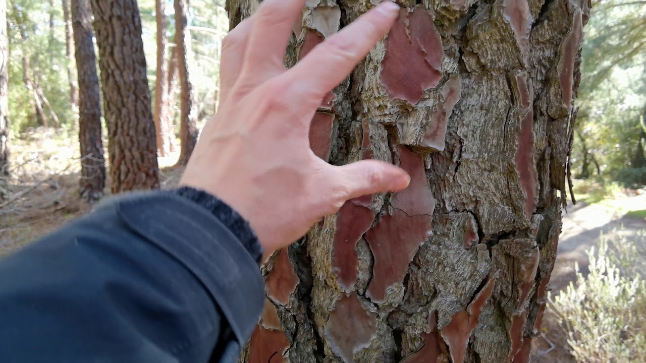 Hábitat de pinar: los pinares de pino resinero (Pinus pinaster) Un buen lugar para buscar níscalos.