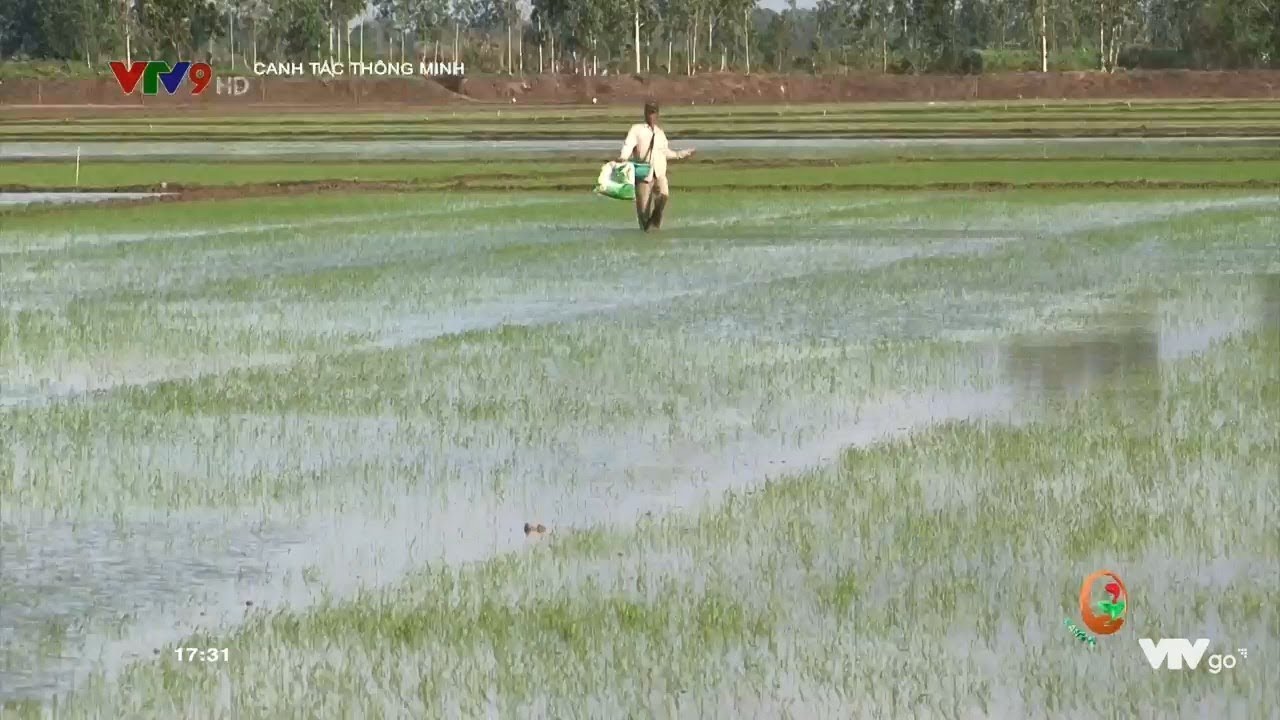 CANH TÁC THÔNG MINH Số 93: MÔ HÌNH LÚA - TÔM_SỨC SỐNG TRẺ SẢN XUẤT