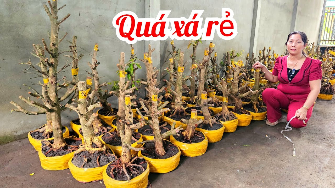 Thủy 📲 0823700129 Đế Vip Mai Giảo Thủ Đức giá rẻ 28/2 Chợ Gạo (@MaivàngQuêdừa)