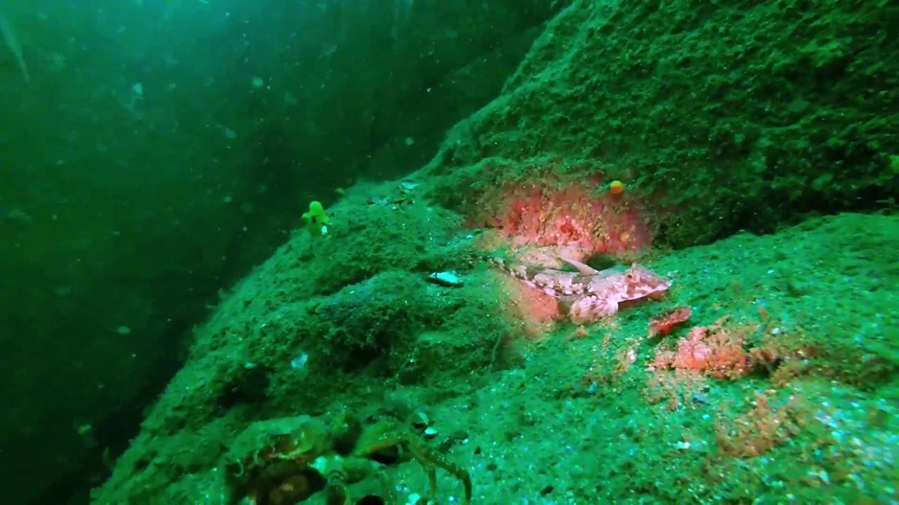Dykking på Hvaler Vesleøy