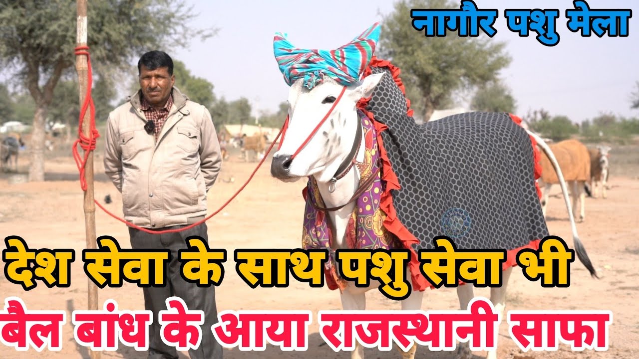 नागौर मेले का सबसे खूबसूरत बैल शेरू ||The most beautiful bull Sheru of Nagaur fair