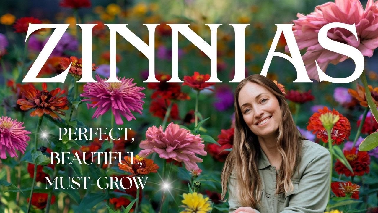 Must-Have Zinnias for Your Garden