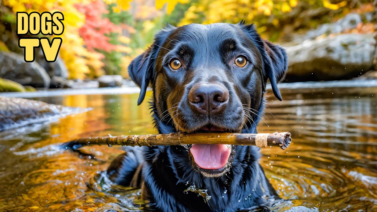 🔴12 HOURS Best Fun & Relaxing TV for Dogs | Prevent Boredom & Anxiety Videos with Music for Dogs!