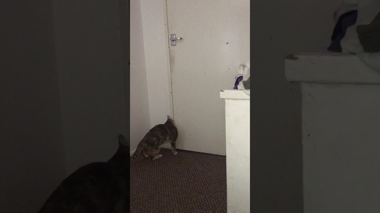 Cleaver cat