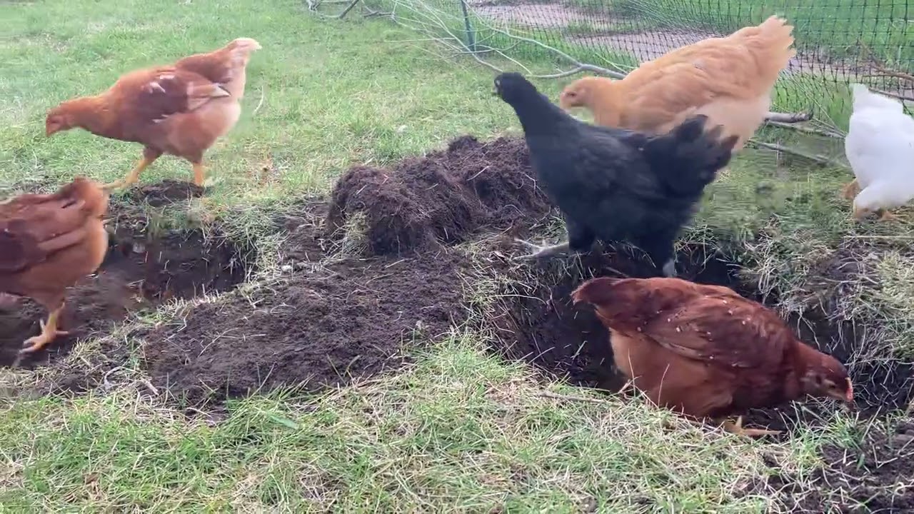Digging holes for our chickens 🐓  #chickens  #crazychickenlady  #worms #homestead  #chickendaddy