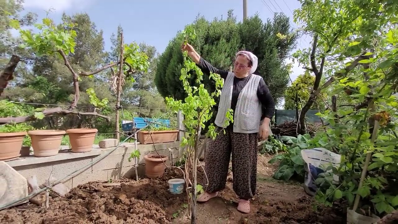 BEGONVİLİMİ SAKSIDAN BAHÇEYE GEÇİRİYORUM