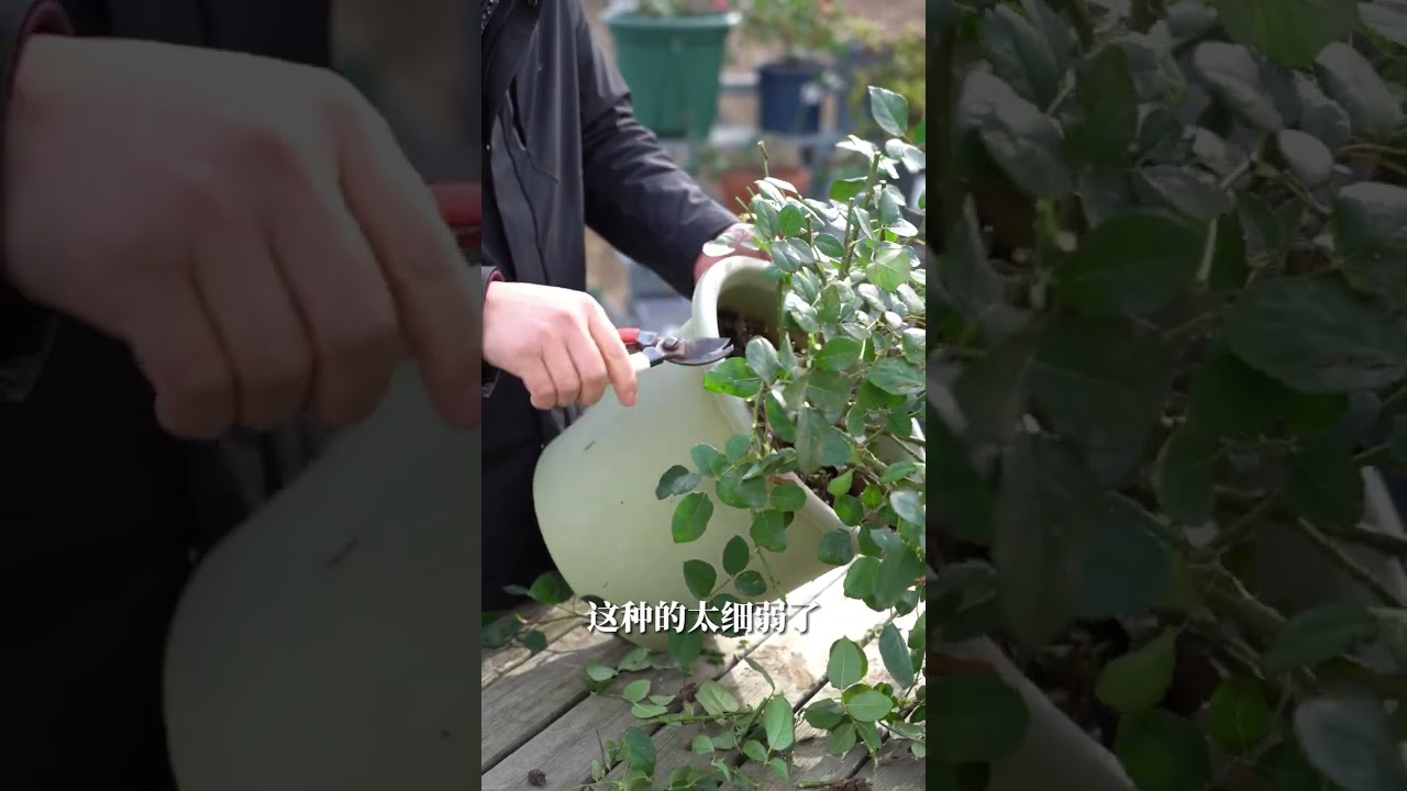 冬剪青春版，简单易学的灌木月季修剪【天狼说月季】