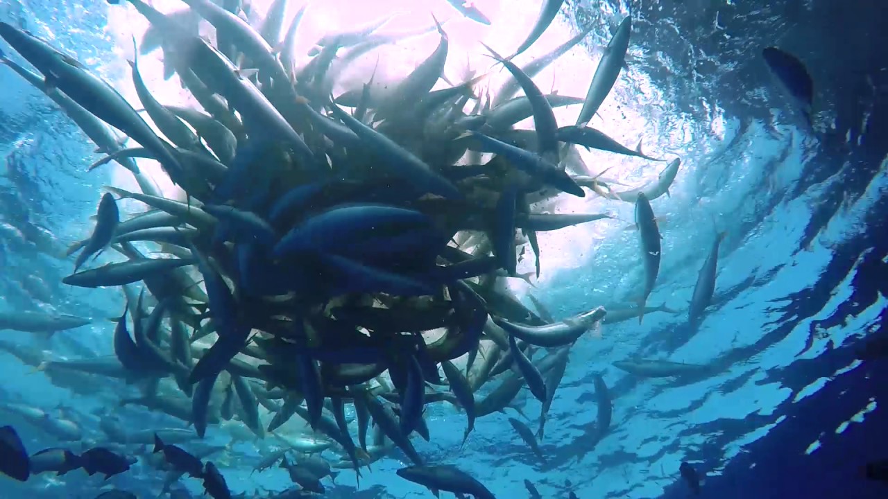 Massive Schools of Pelagic fish