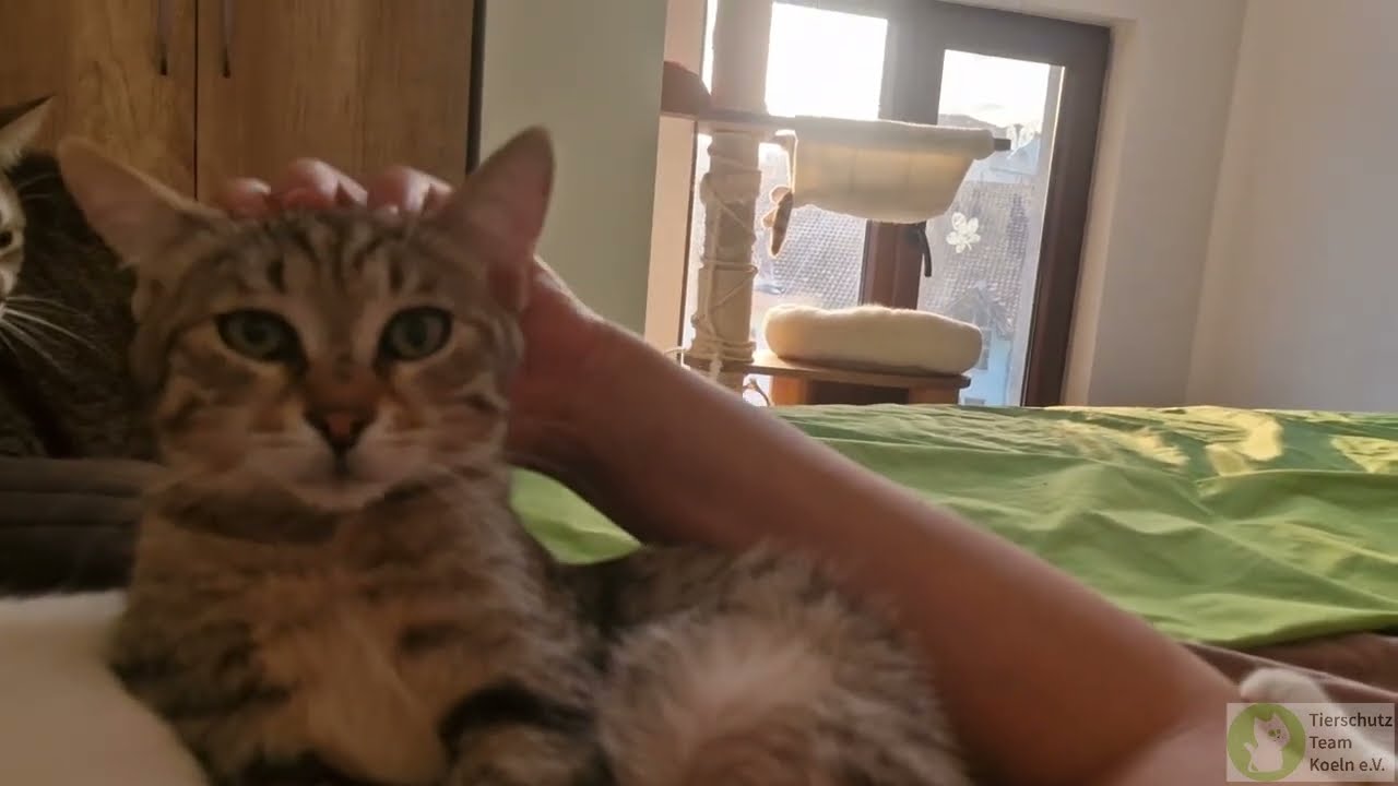 Chilli der Sanfte