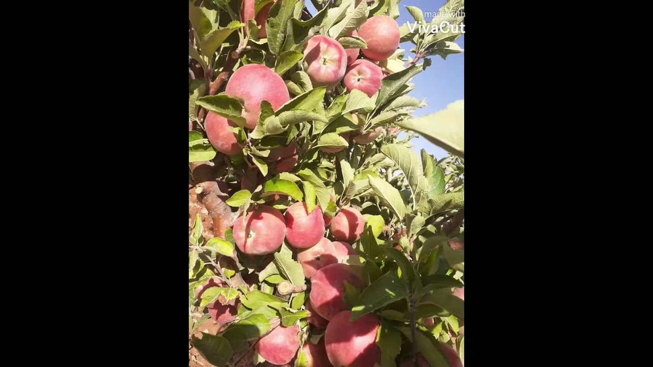 خيرات رنكوس