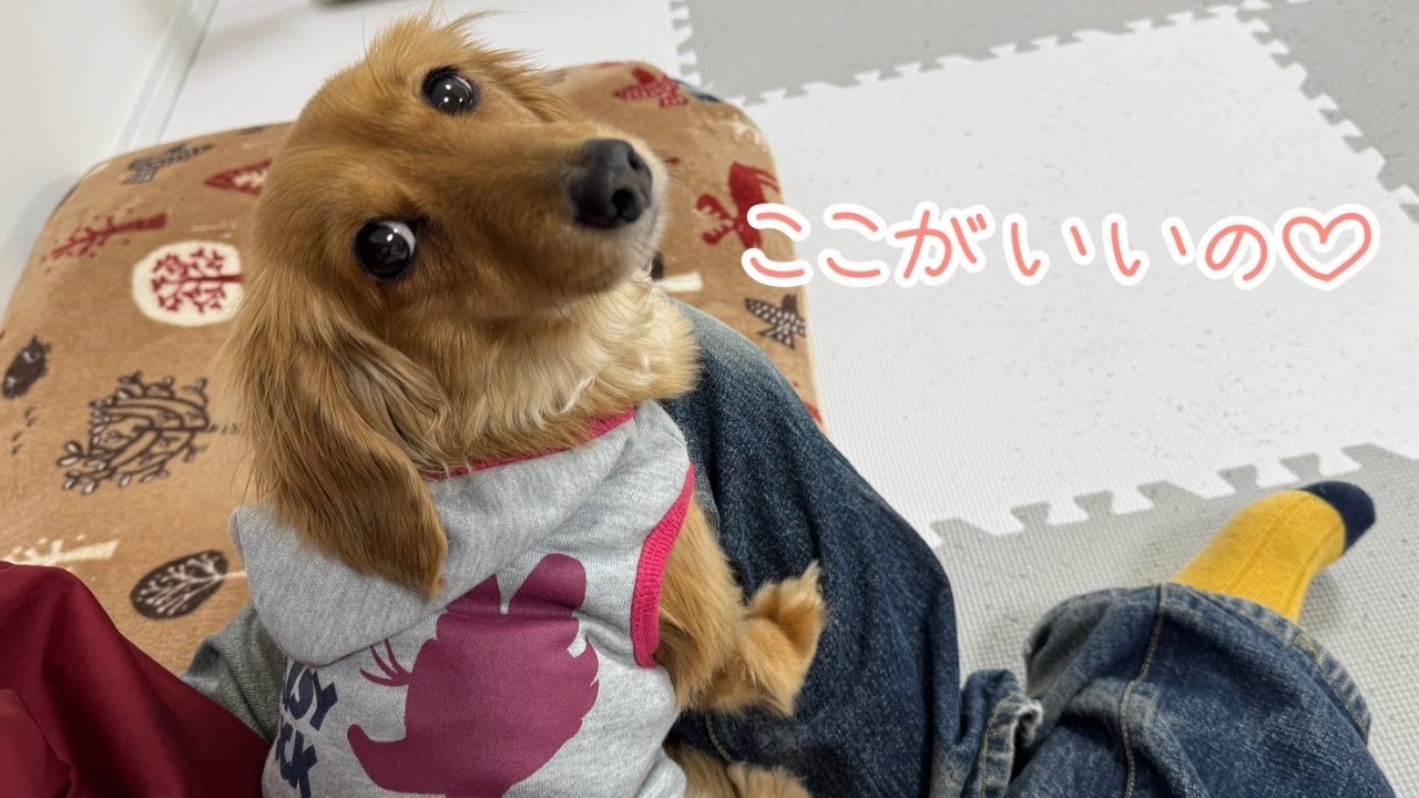 飼い主に触れていると安心する甘えん坊犬がこちら( ˶'ᵕ'˶)⸝‪‪‎♡【ミニチュアダックスフンド】