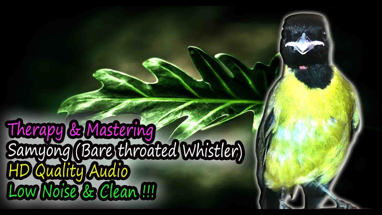 Samyong Song - Bare throated Whistler (Pachycephala nudigula)  HD Audio for Therapy & Bird Mastering