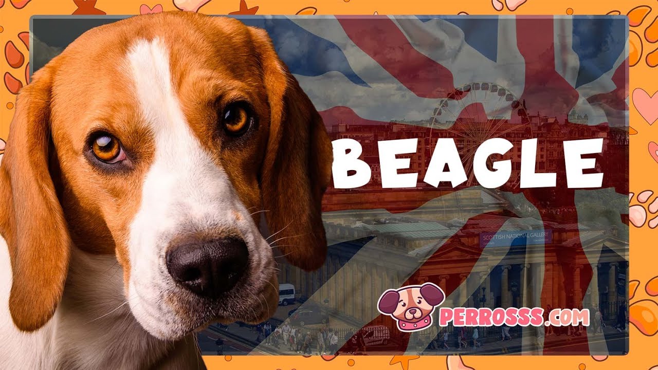 ¡Descubre al Beagle: El Perro con el Mejor Olfato y Grandes Aventuras! 🐶📜
