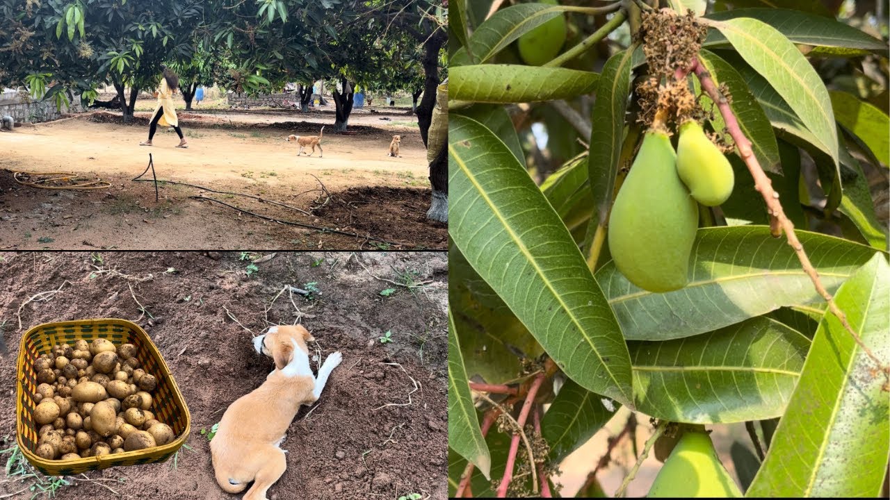 A day at farm||మామిడి పిందెలు వచ్చాయ్‌॥ఆలు,పసుపు కూడ harvest చేసాము