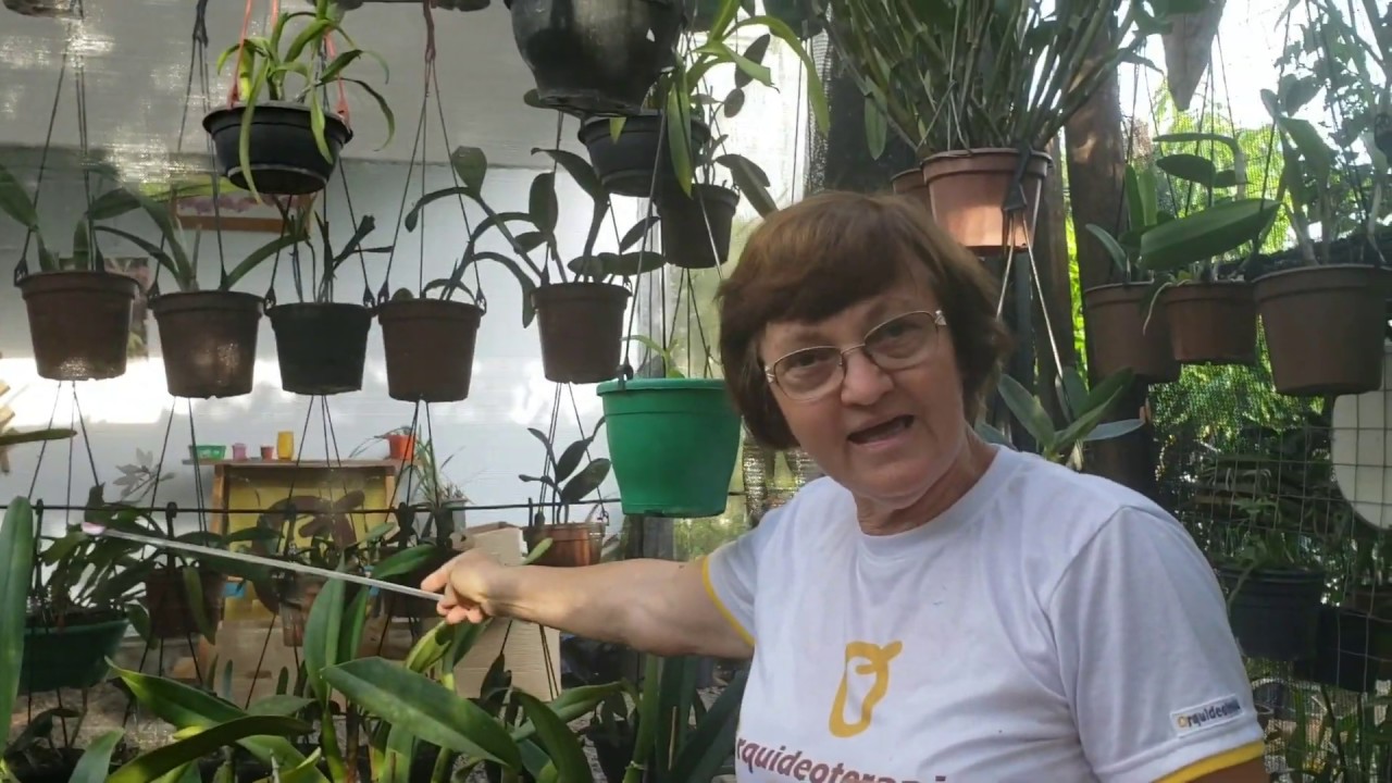 Como montar um Pequeno Orquidário se você tem pouco espaço