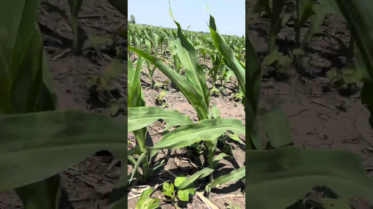 Blackmax22 RootZone Carbon and N-Finity showing out VS GSP and root burnt corn