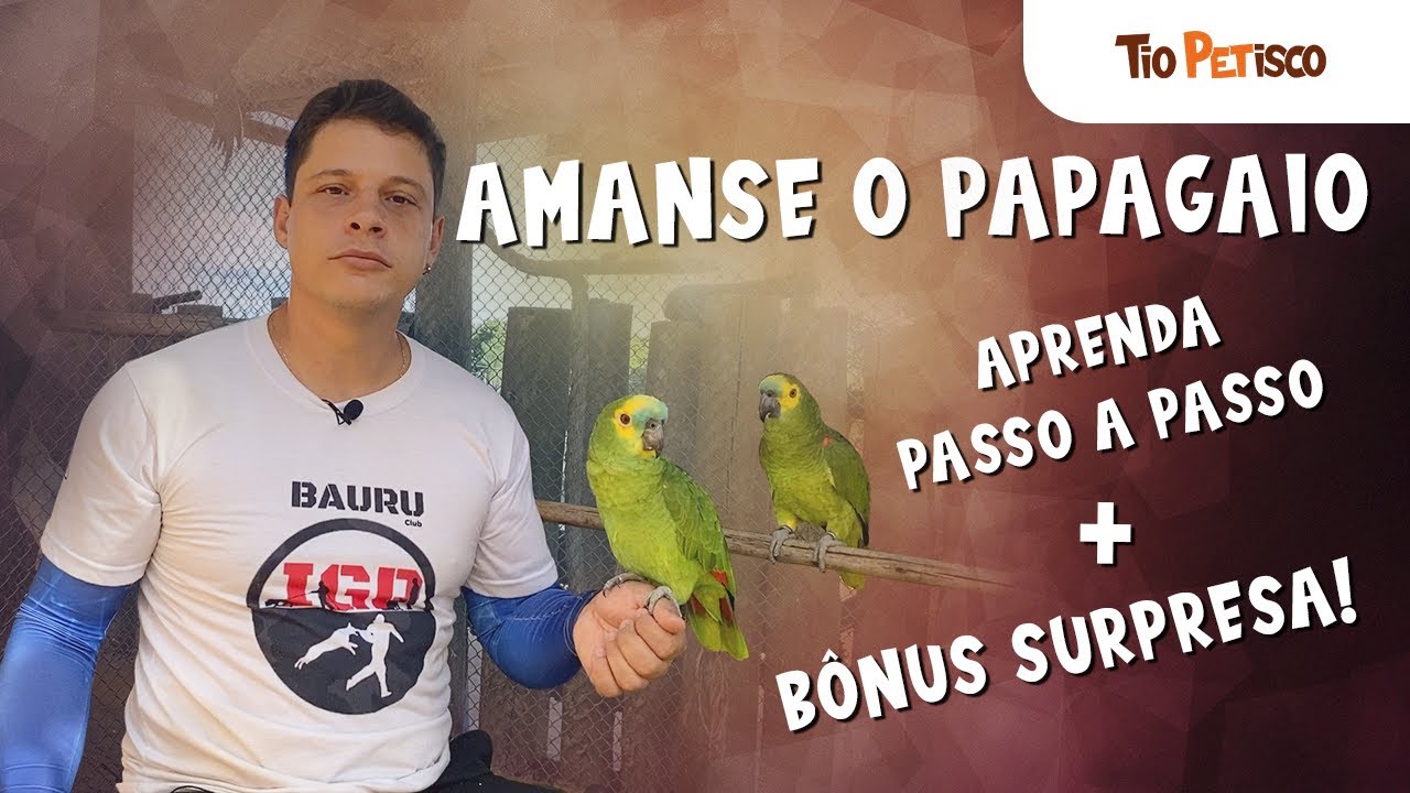 Amanse e eduque papagaio em 3 passos | Tempo, Aproximação e Aprendizagem!!