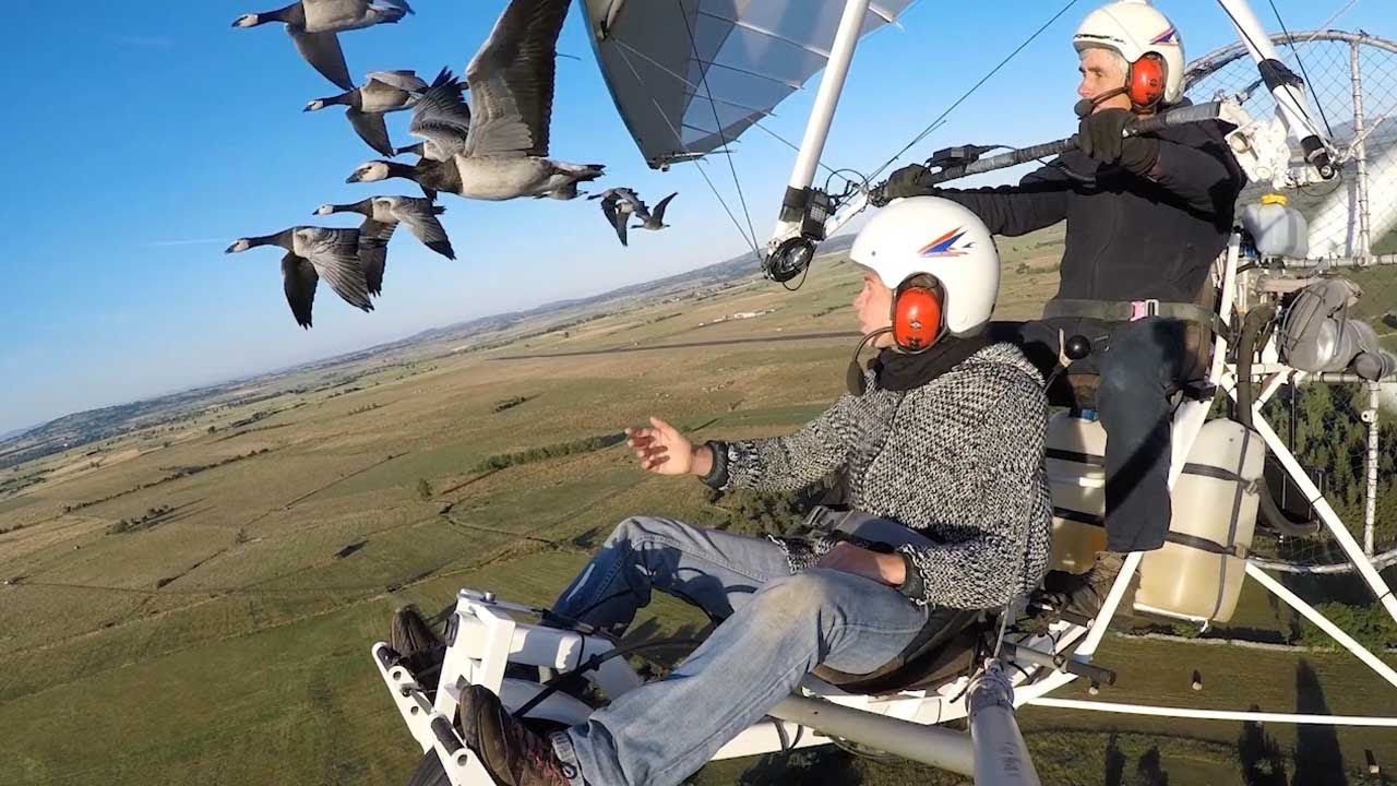 Pilot Takes To The Skies With Bird Flocks
