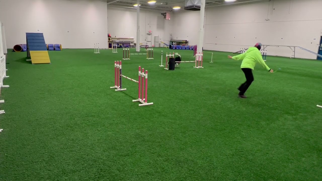 Speedoggie Agility Level Up Skill Training:  "Flick" Turn