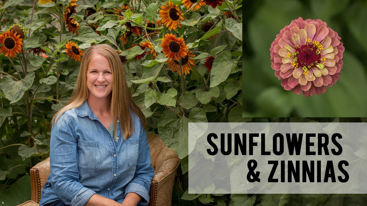Planting Sunflowers and Zinnias in my Cut Flower Garden, Direct Sowing