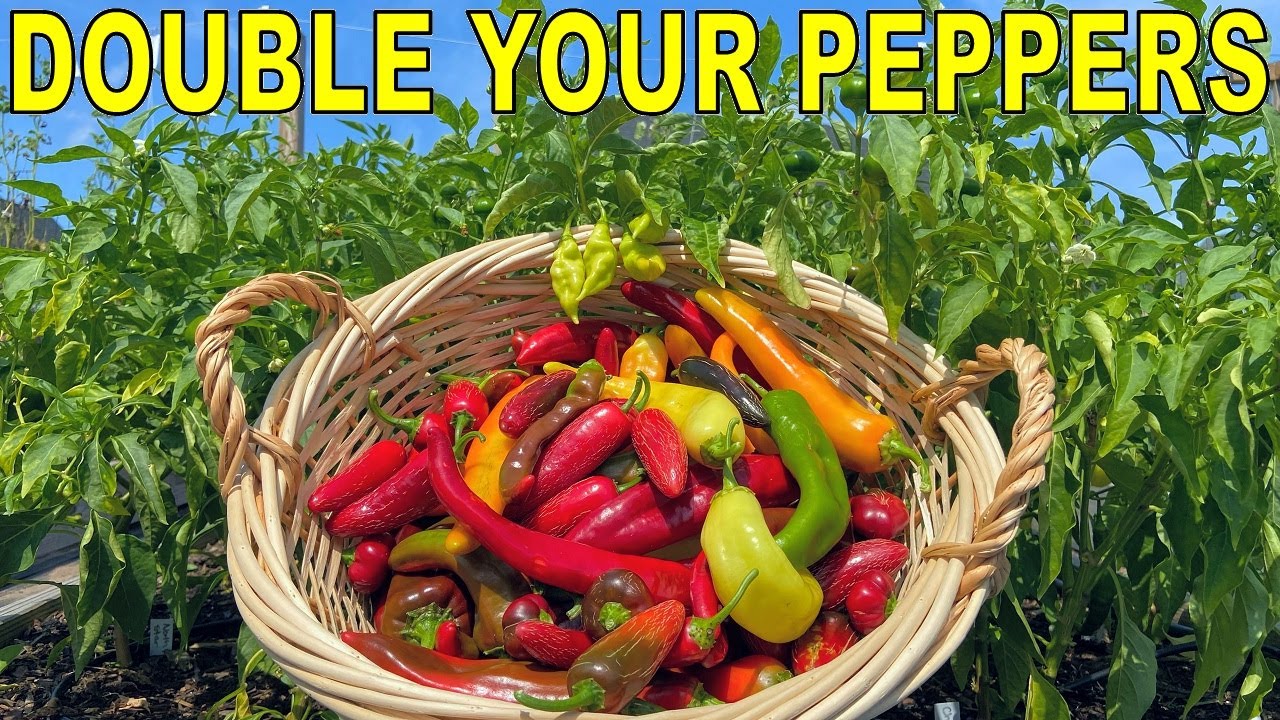 This Pepper Fertilizing Technique Will DOUBLE Your Pepper Harvest!