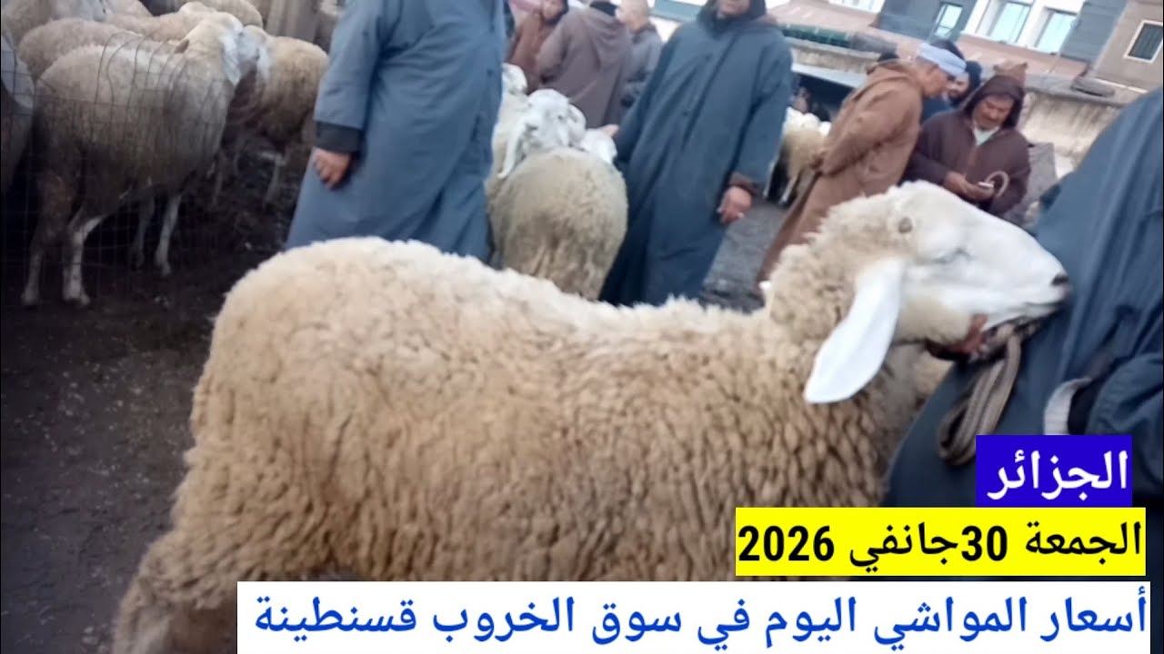 أسعار المواشي اليوم في سوق الخروب قسنطينة الجزائر /الجمعة 30جانفي 2026