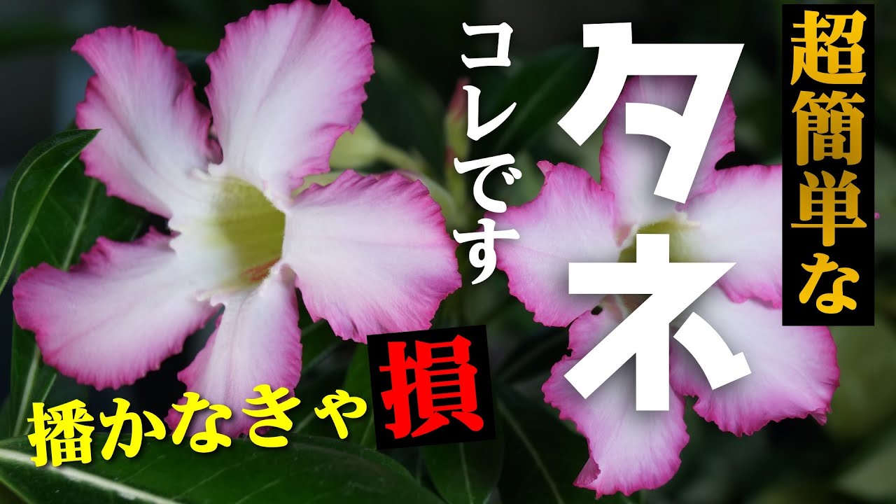 【超簡単！】人気の観葉植物が”タネ”から育てられる！【アデニウムの育て方】【塊根植物・多肉植物】