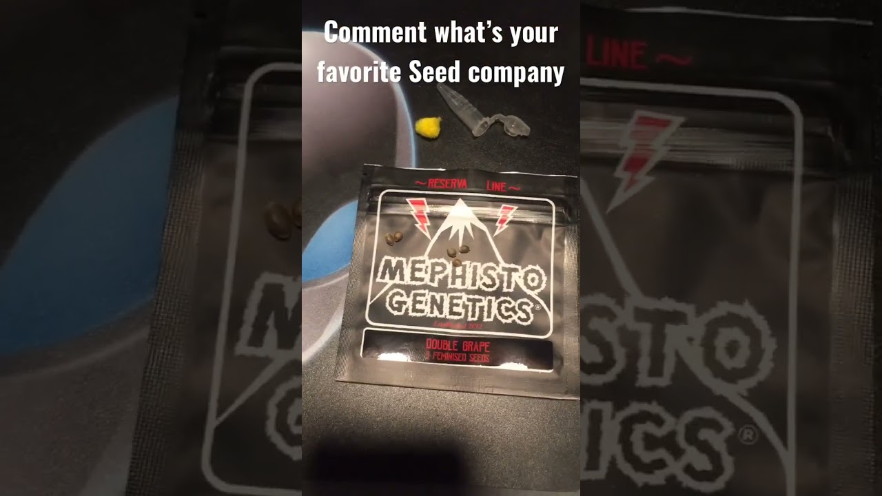 Mephisto Genetics Double Grape 🍇