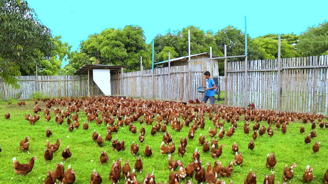 Farm's Daily routine! Newly hatched GEESE, Harvesting eggs & Feeding farm animals ( Free-range tour)