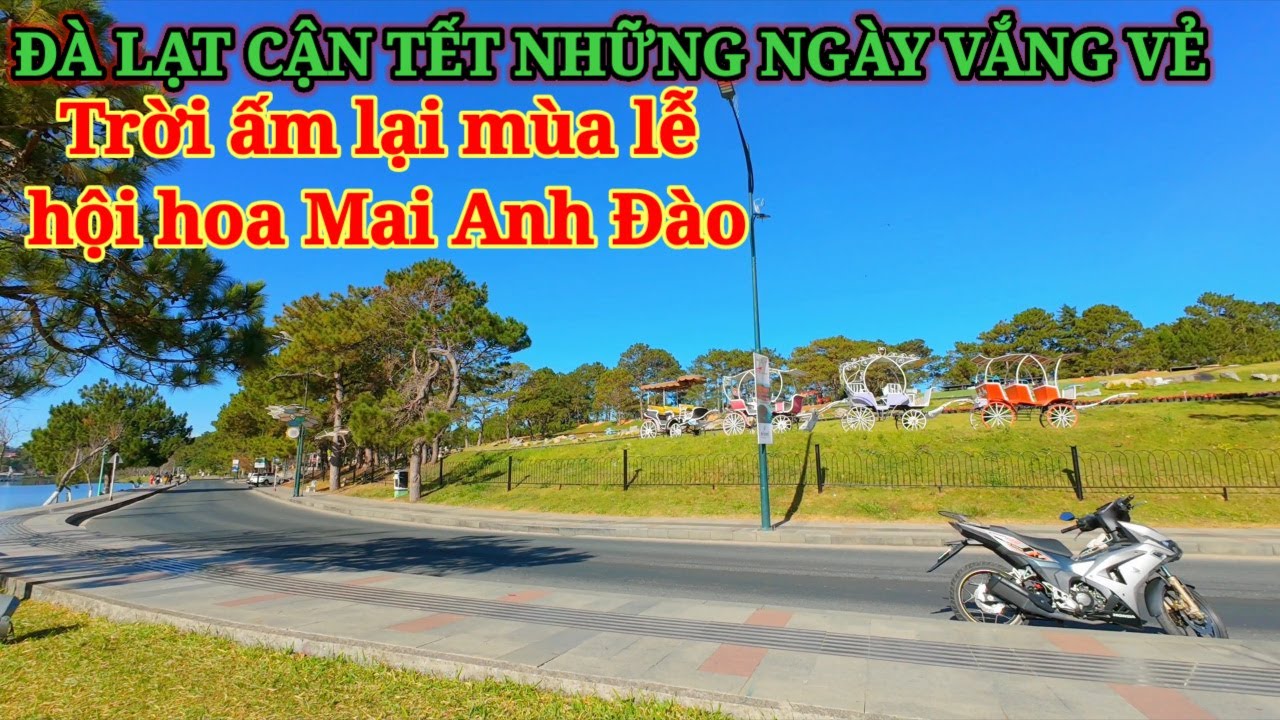 ĐÀ LẠT NHỮNG NGÀY VẮNG VẺ CẬN TẾT, TRỜI ẤM LẠI MÙA LỄ HỘI HOA MAI ANH ĐÀO