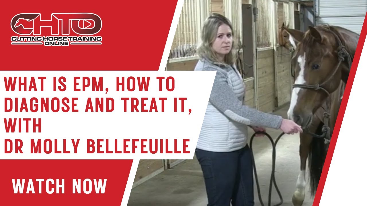 What Is EPM, How To Diagnose and Treat It, With Dr Molly Bellefeuille