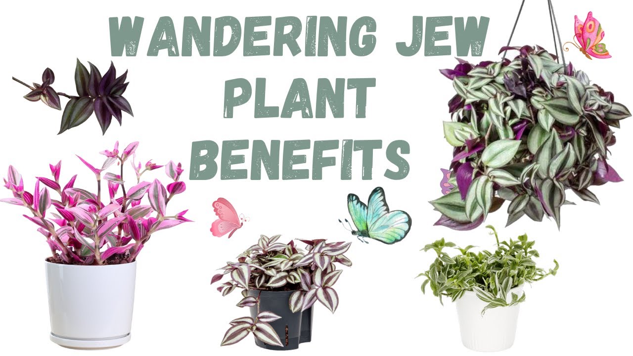 Wandering Jew Plant Benefits: Top Reasons to Add This Amazing Houseplant #houseplants #benefits