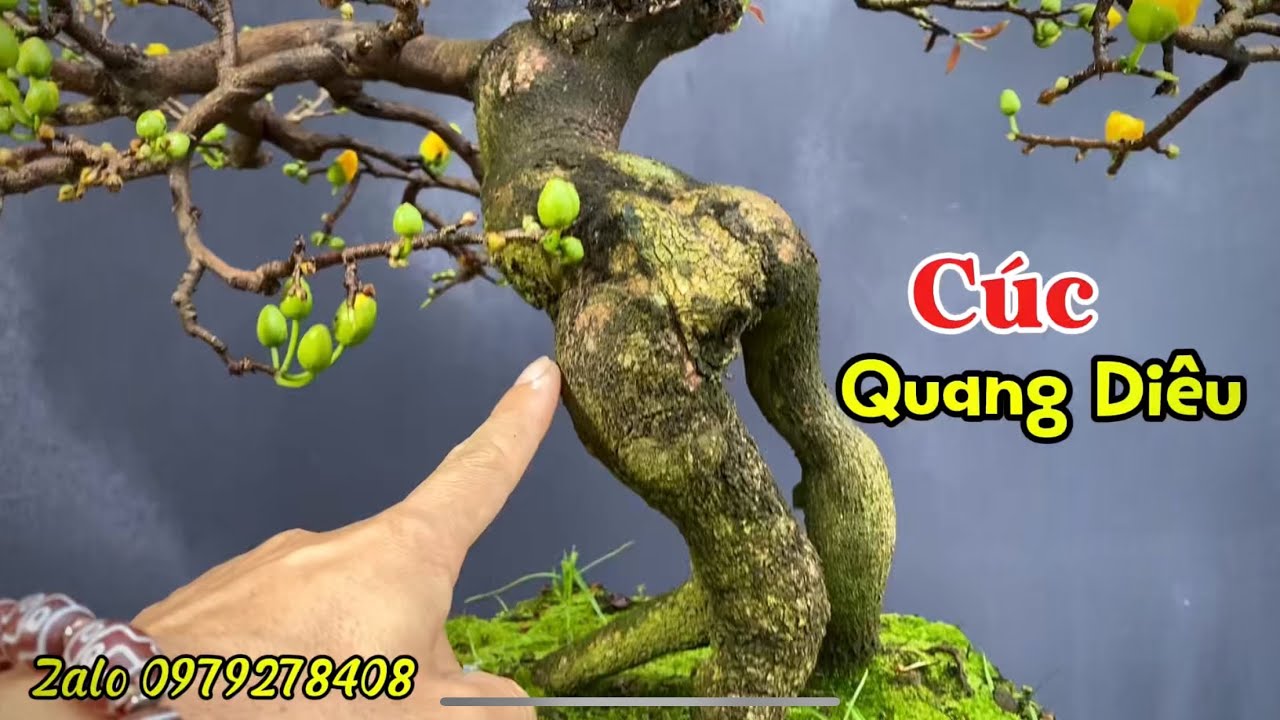 L&ocirc; 4 C&acirc;y Mai Bonsai Mini 1 Người B&ecirc;, C&uacute;c Quang Di&ecirc;u Cho B&uacute;p Nụ Nh&igrave;n Rất Ph&ecirc;