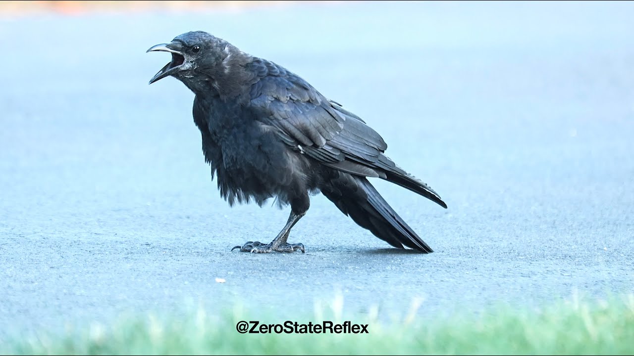 3 Caws and a Crow Walking Around