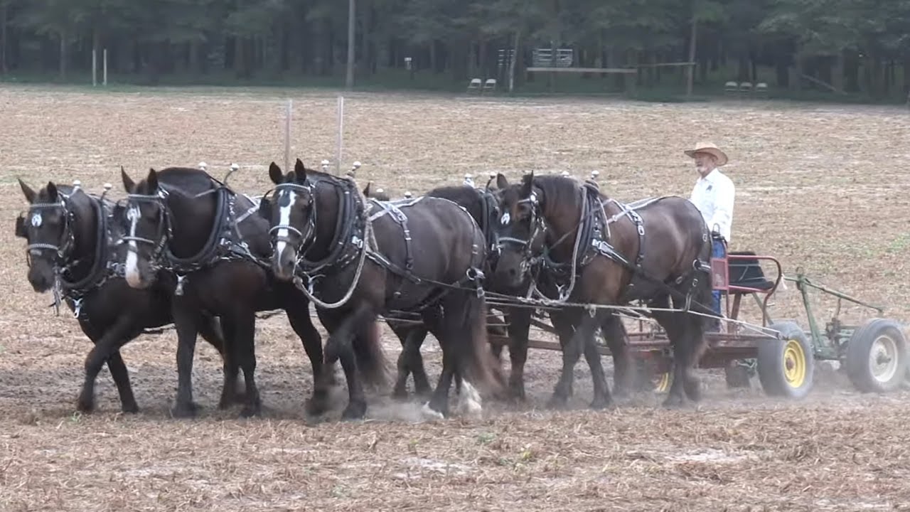 Rouse Farm Plow Day - Draft Animal Power Event