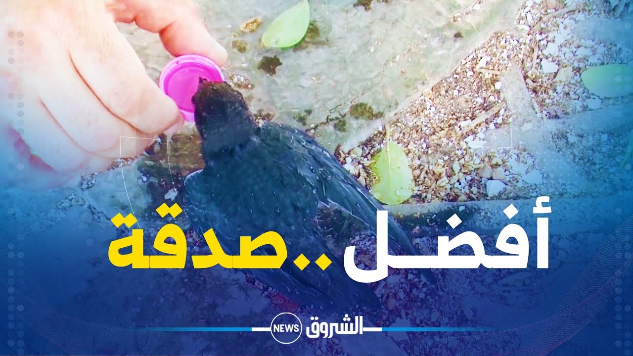 توفير الماء للطيور و الحيوانات المهددة بالإنقراض في مدينة شلف..أفضل الصدقة سقي الماء