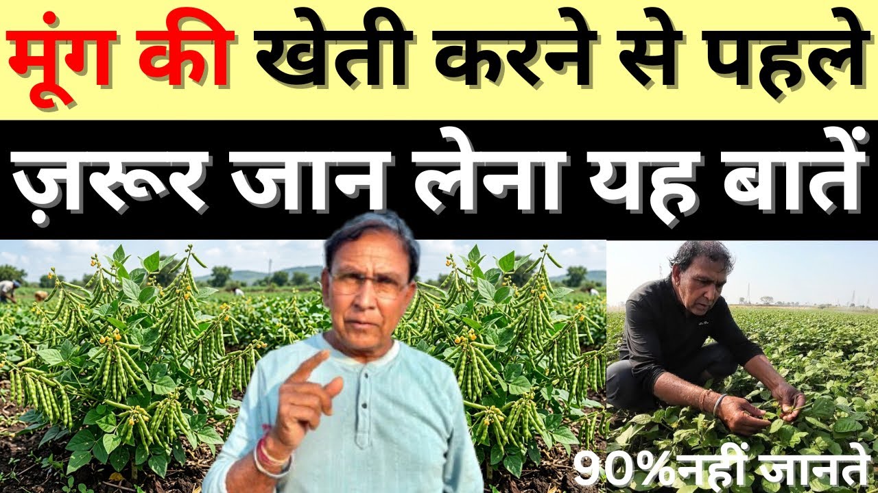 गर्मी में मूंग की बुवाई कब करें | garmi me moong ki kheti kaise kare | moong ki kheti