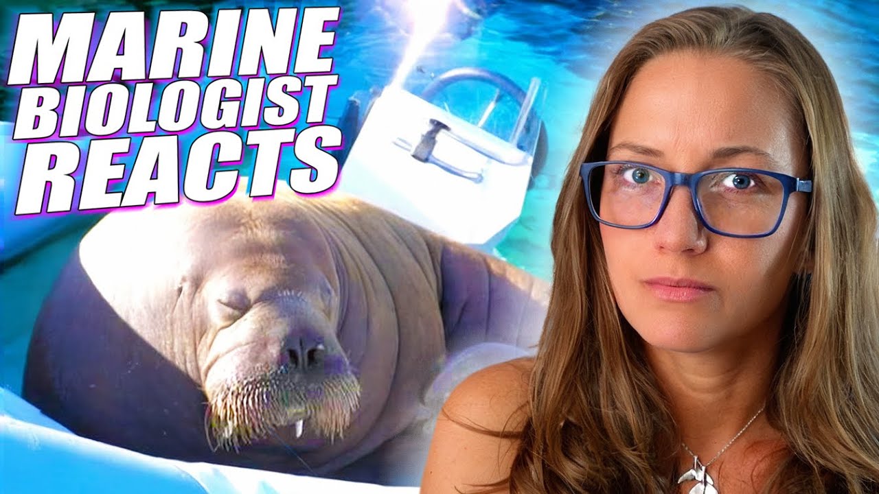 Could Freya the Walrus Have Been Saved?