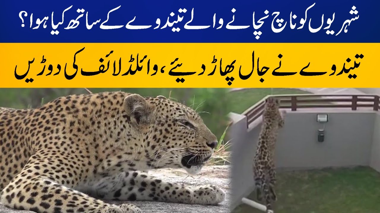 What happened to the leopard that went loose in Islamabad? | Capital tv