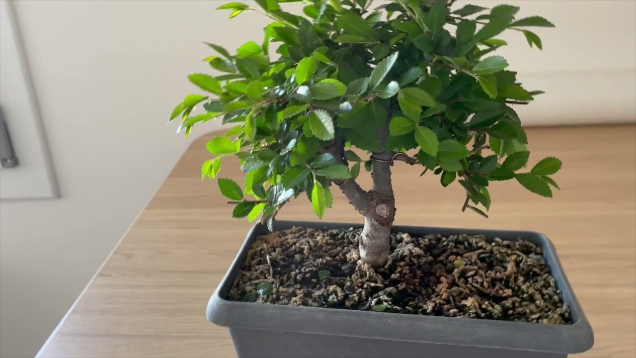 Potatura zelkova bonsai