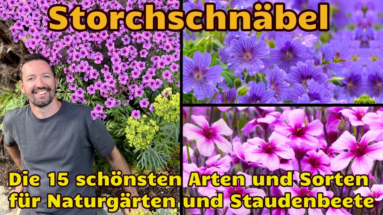Storchschnabel: Die besten Sorten für Naturgärten u. Staudenbeete! Die Gattung Geranium im Portrait