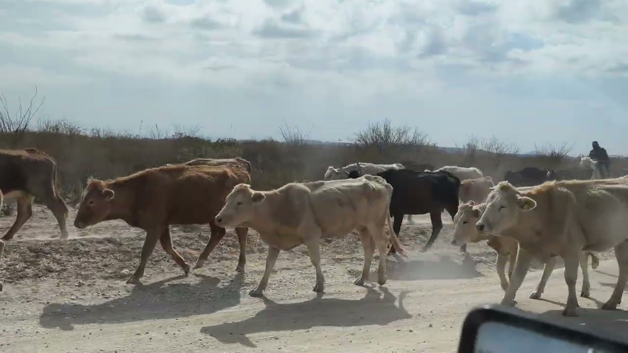 Vaqueros y vacas, ejido Trincheras coahuila..