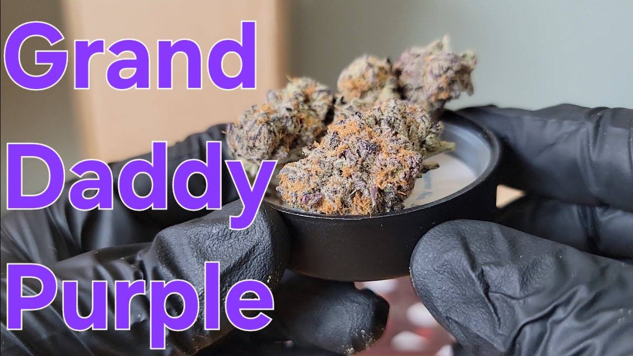 Grand Daddy Purple - California Gold Farm - THCa Flower Review