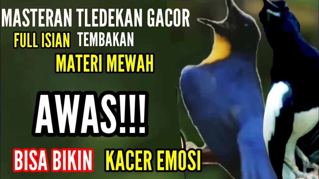 🔴Masteran Tledekan Gunung Gacor Jawara! Pancingan Emosi Kacer Gacor Buka Ekor❗Terbukti Ampuh‼️