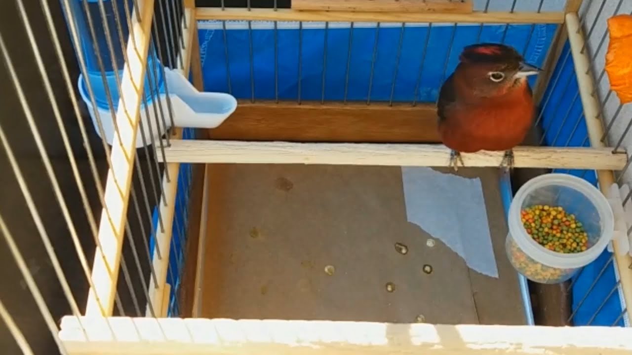 O canto do tico tico rei vermelho 21 puro