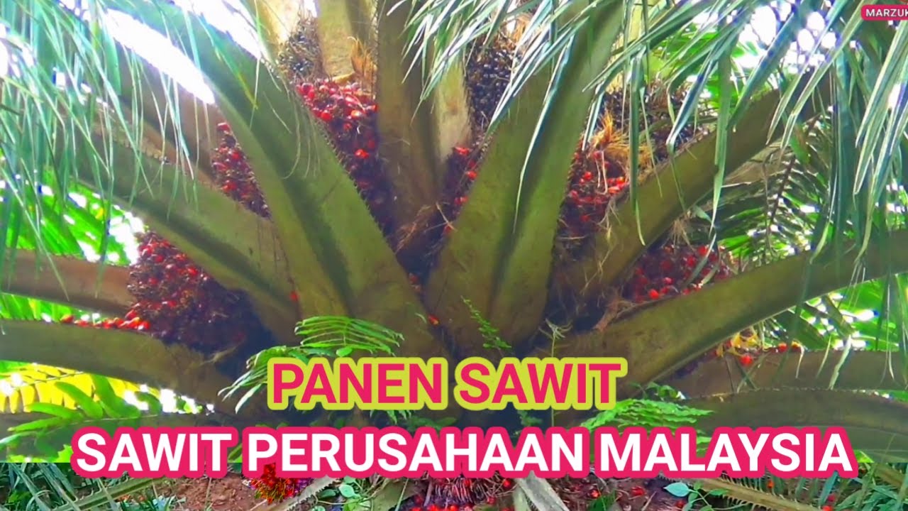 panen buah sawit di Malaysia istate