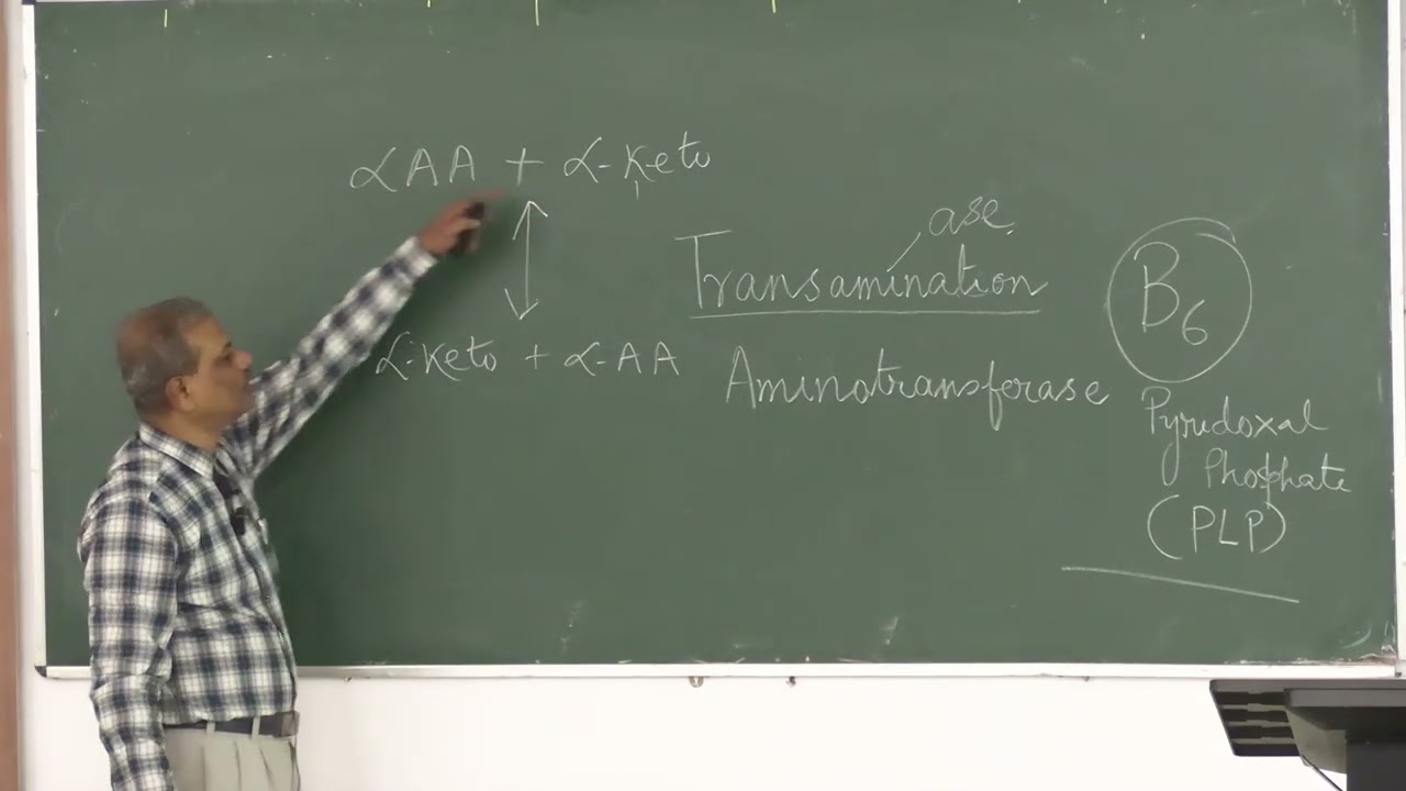 Lecture On Branched-Chain Amino Acid (BCAA) Catabolism & Maple Syrup Urine Disease (MSUD) | MBBS