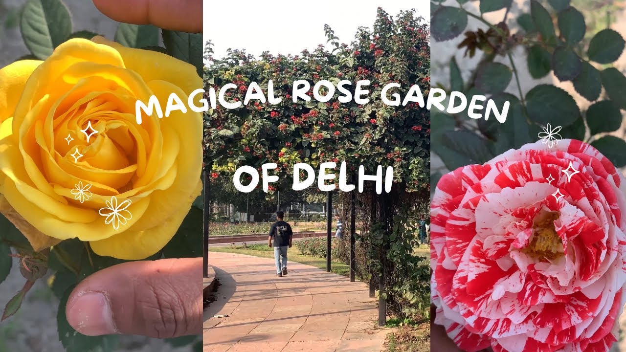 Delhi ka Sabse Sundar Rose Garden? | Daily Vlog | The Razibul Ali